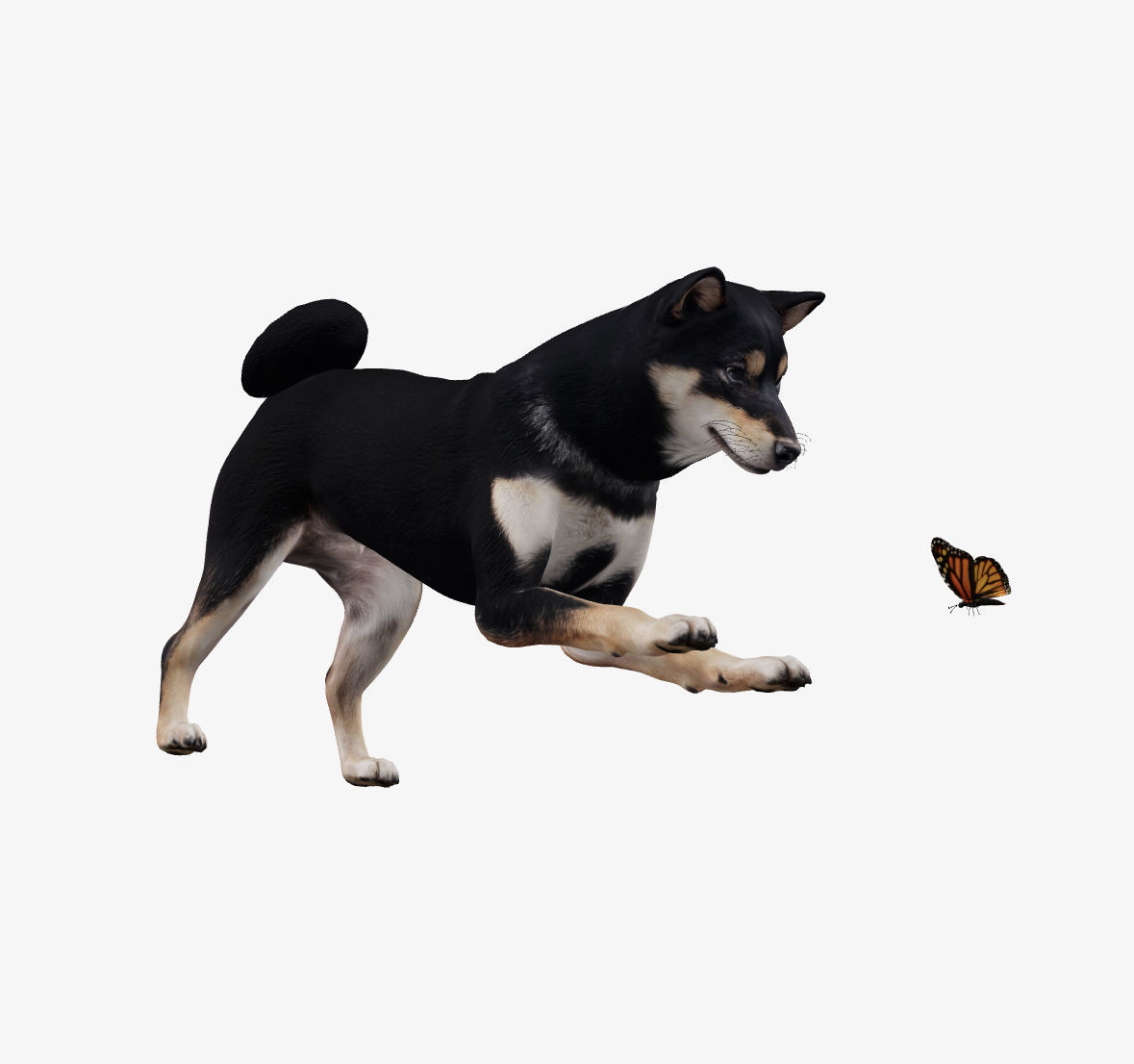 Dog Shiba Inu Low-poly 3D model_5