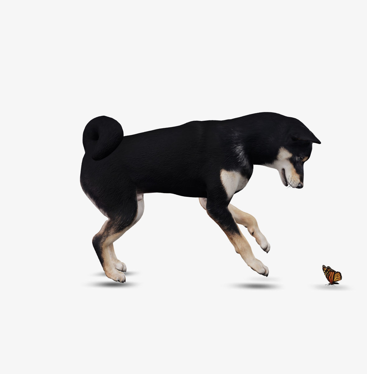 Dog Shiba Inu Low-poly 3D model_8