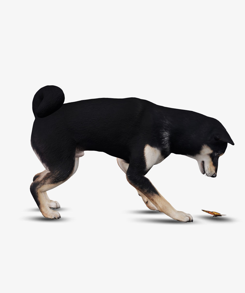 Dog Shiba Inu Low-poly 3D model_7