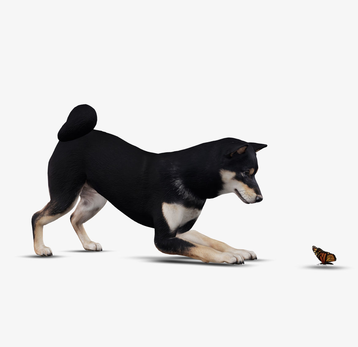 Dog Shiba Inu Low-poly 3D model_1