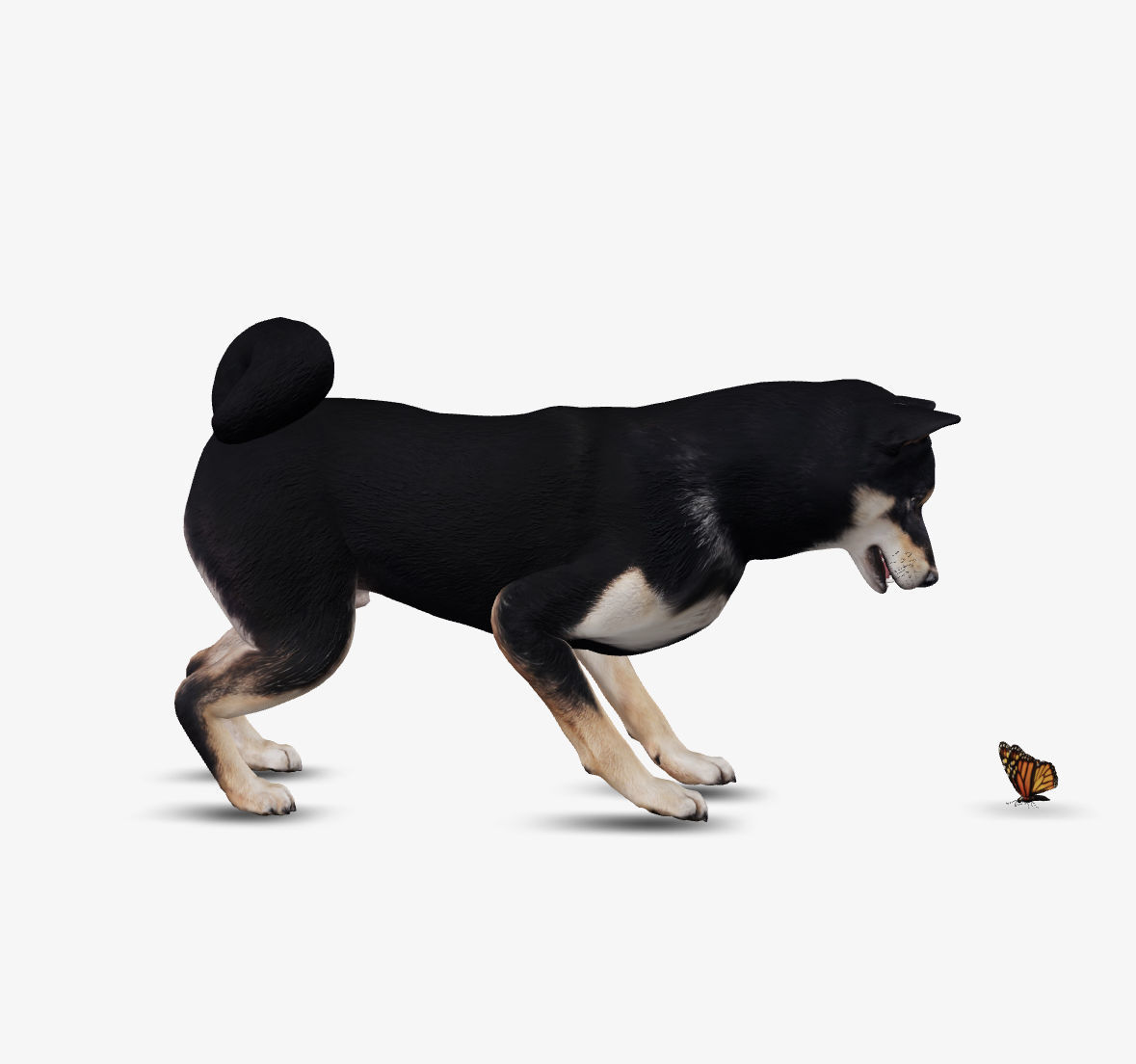 Dog Shiba Inu Low-poly 3D model_9