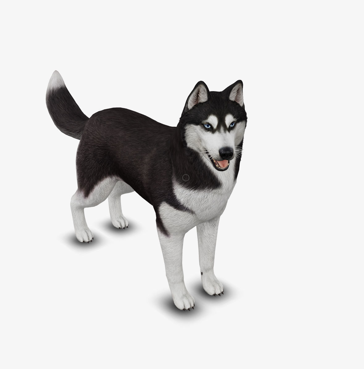 Dog Siberian Husky Low-poly 3D model_3