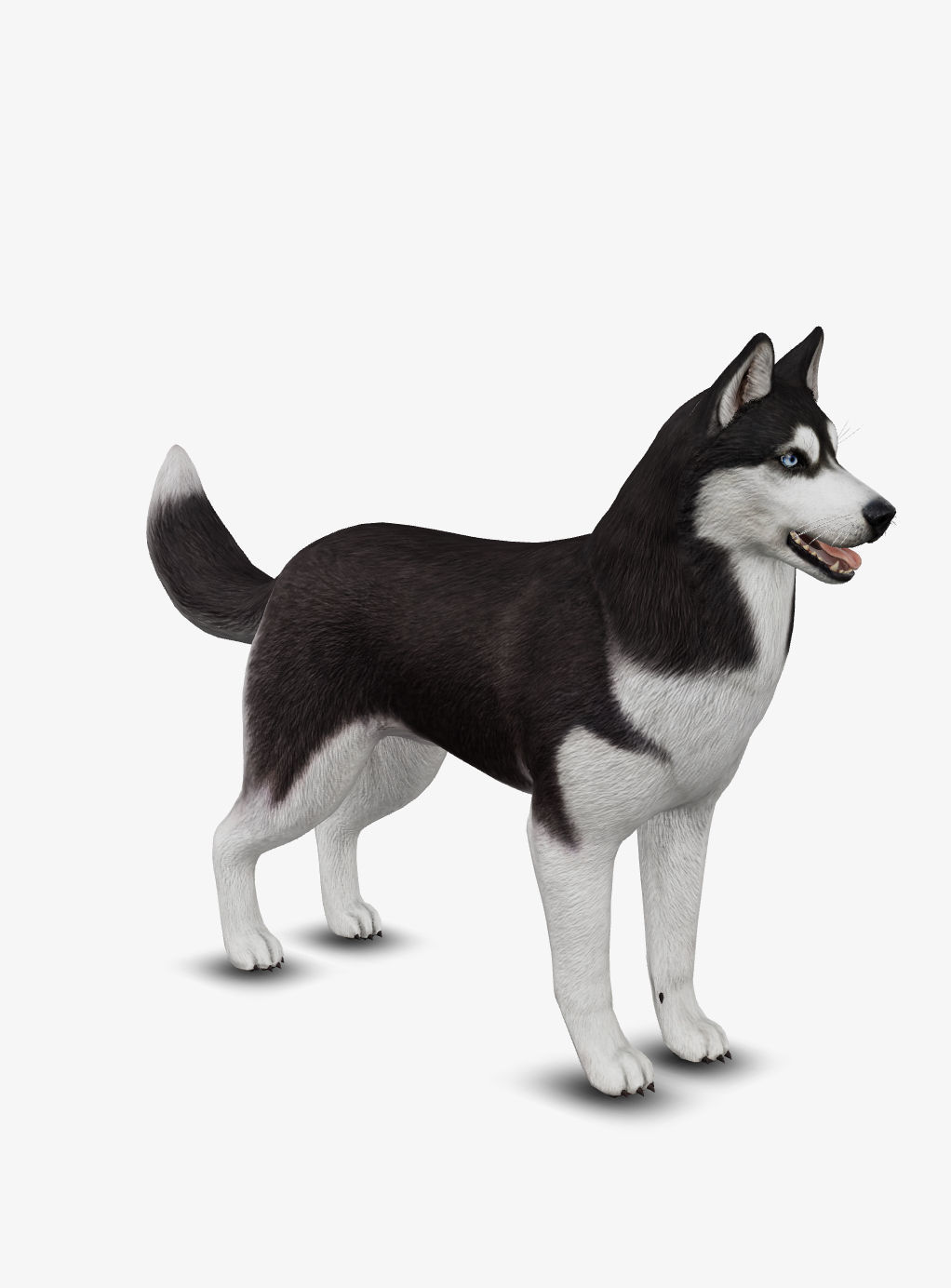 Dog Siberian Husky Low-poly 3D model_7