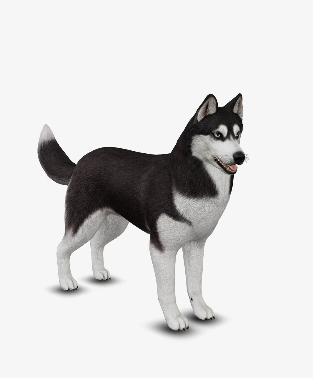Dog Siberian Husky Low-poly 3D model_8