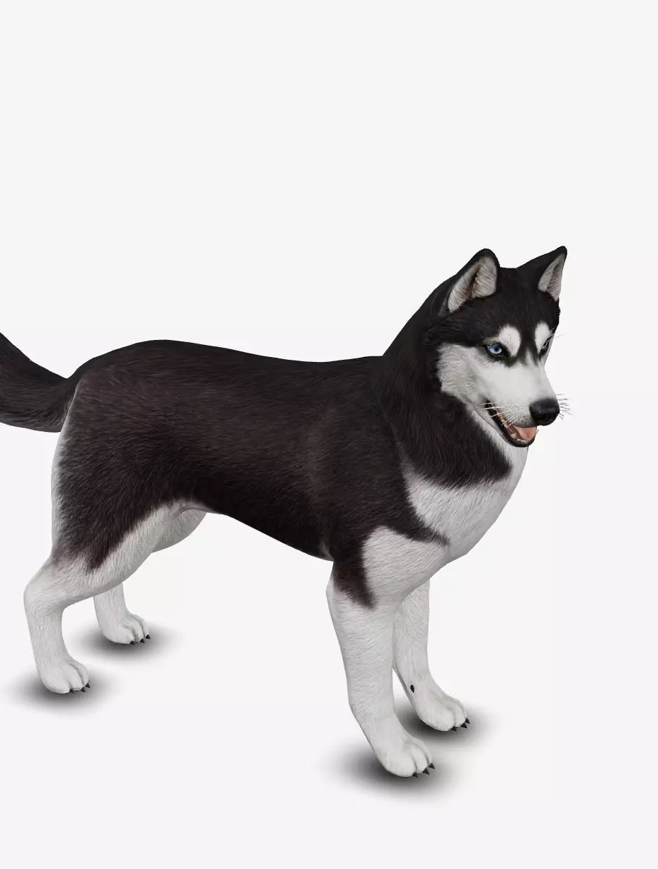 Dog Siberian Husky Low-poly 3D model_0