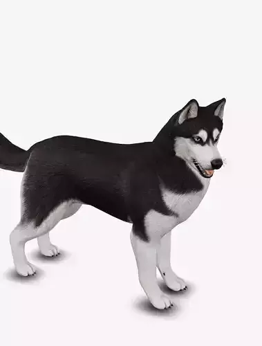 Dog Siberian Husky Low-poly 3D model