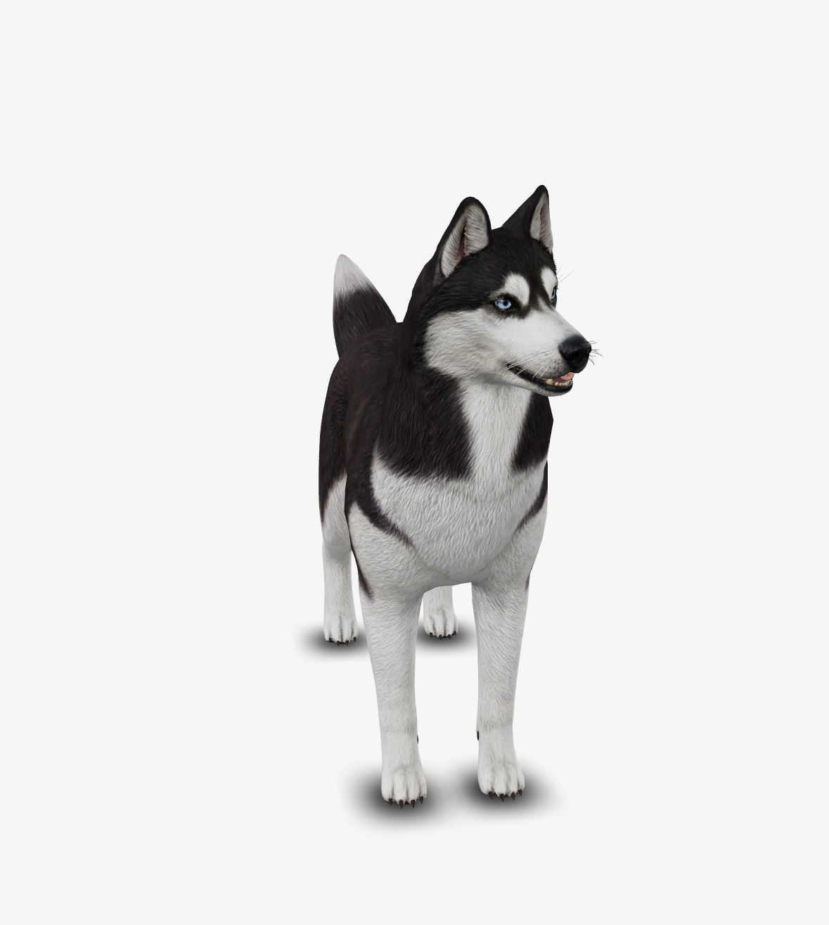 Dog Siberian Husky Low-poly 3D model_2