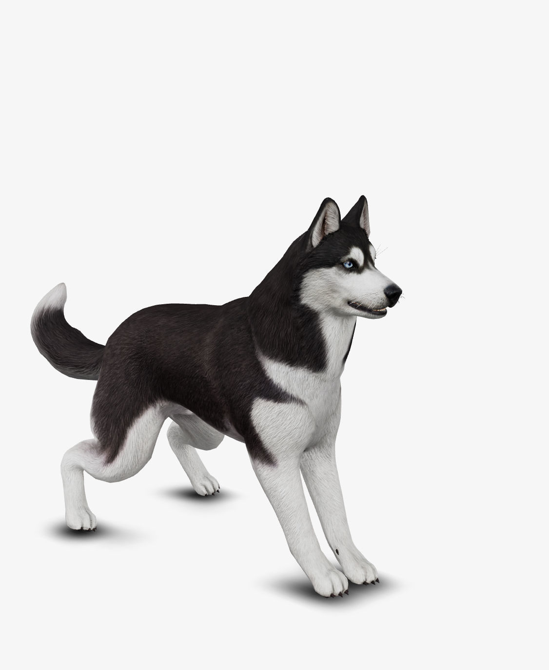 Dog Siberian Husky Low-poly 3D model_9