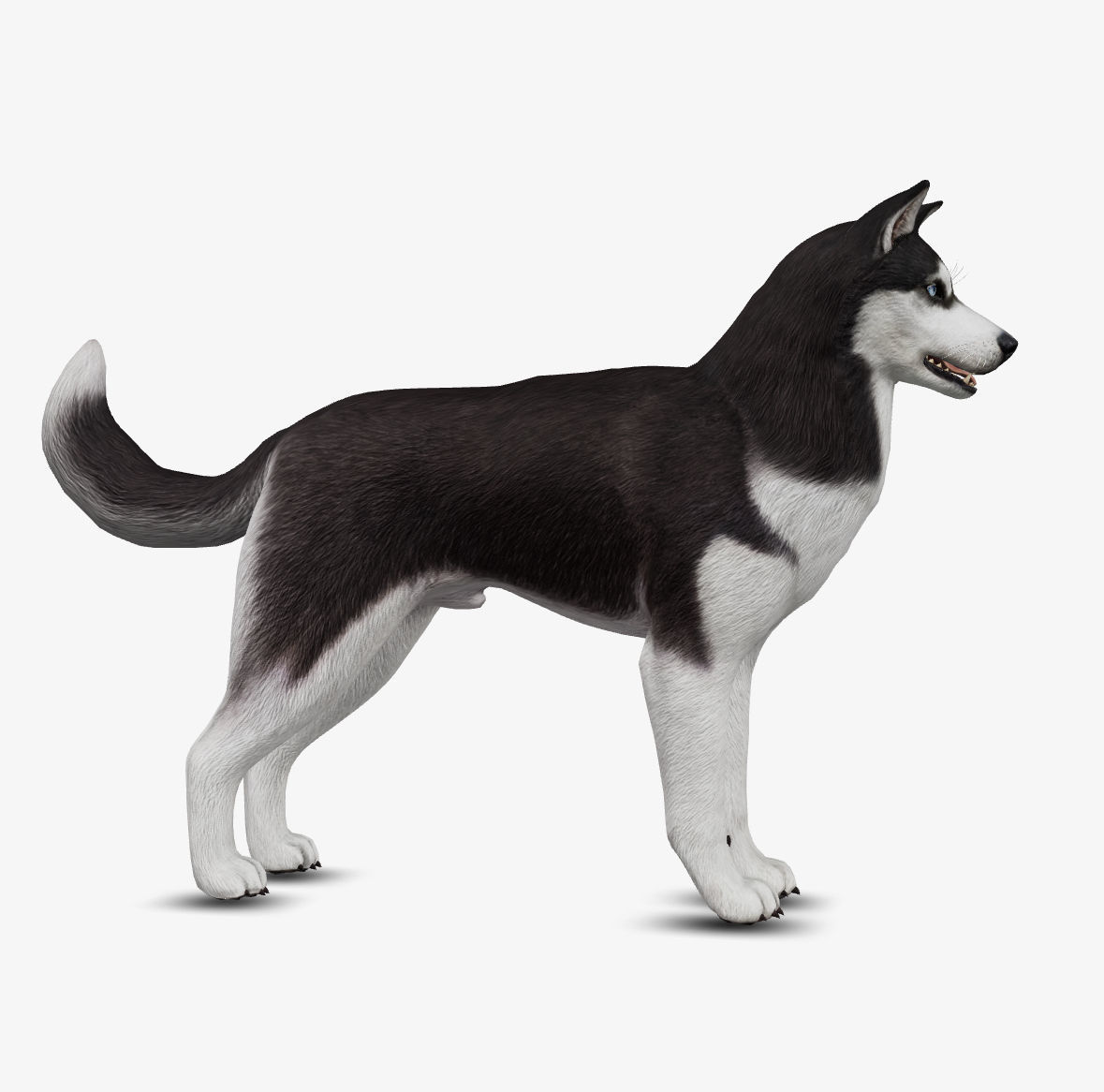 Dog Siberian Husky Low-poly 3D model_6