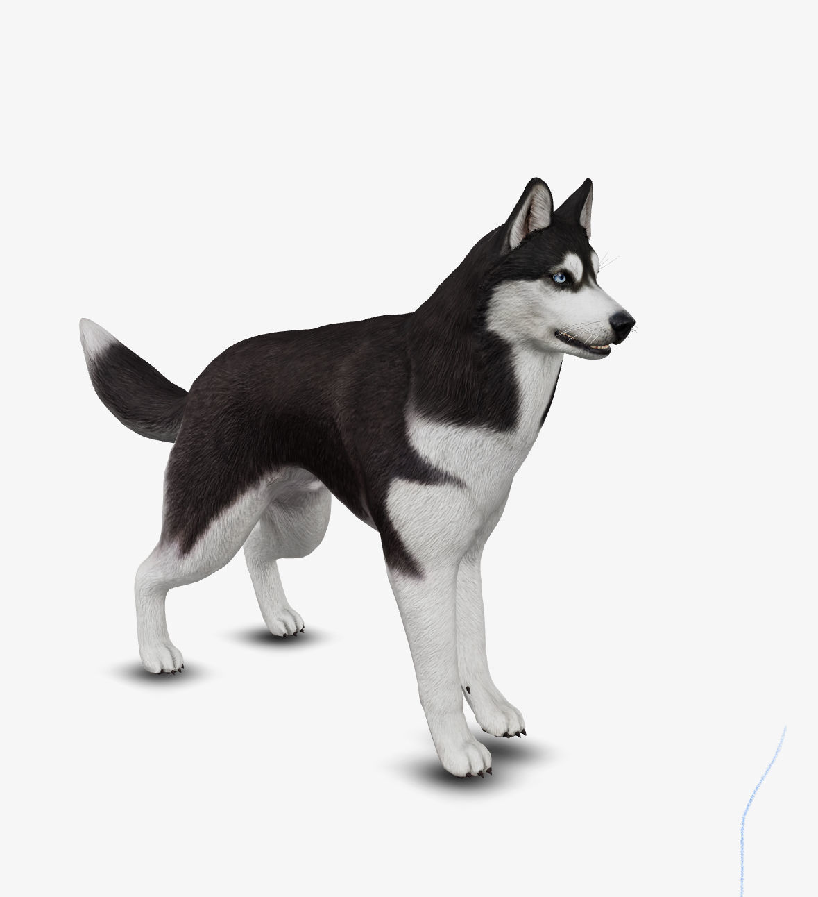 Dog Siberian Husky Low-poly 3D model_10