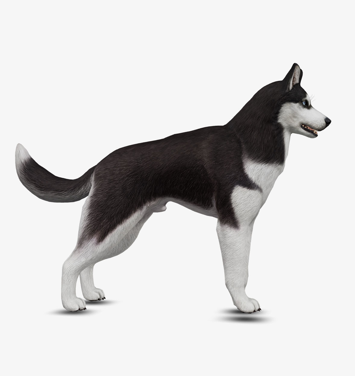 Dog Siberian Husky Low-poly 3D model_5