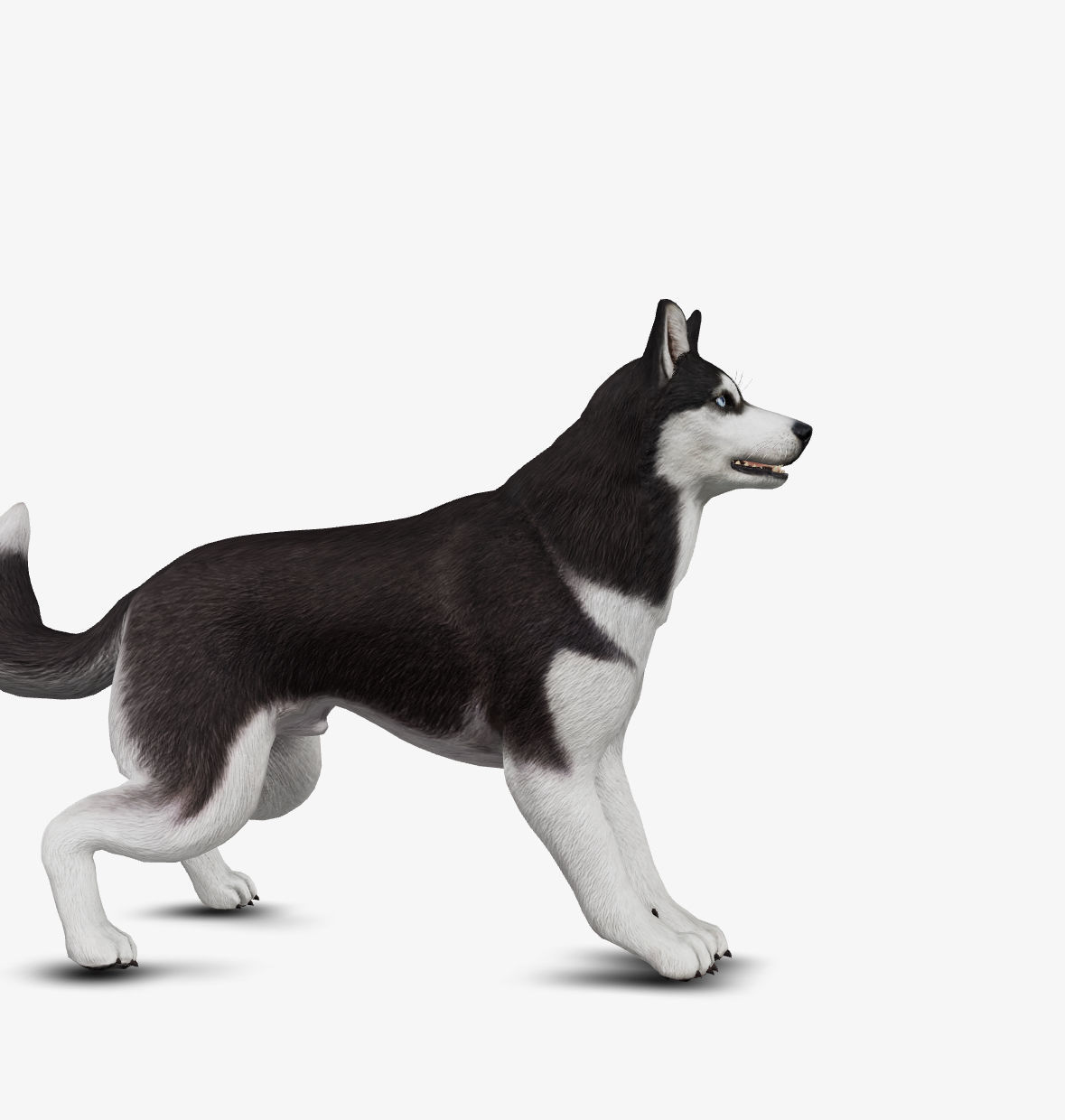 Dog Siberian Husky Low-poly 3D model_4