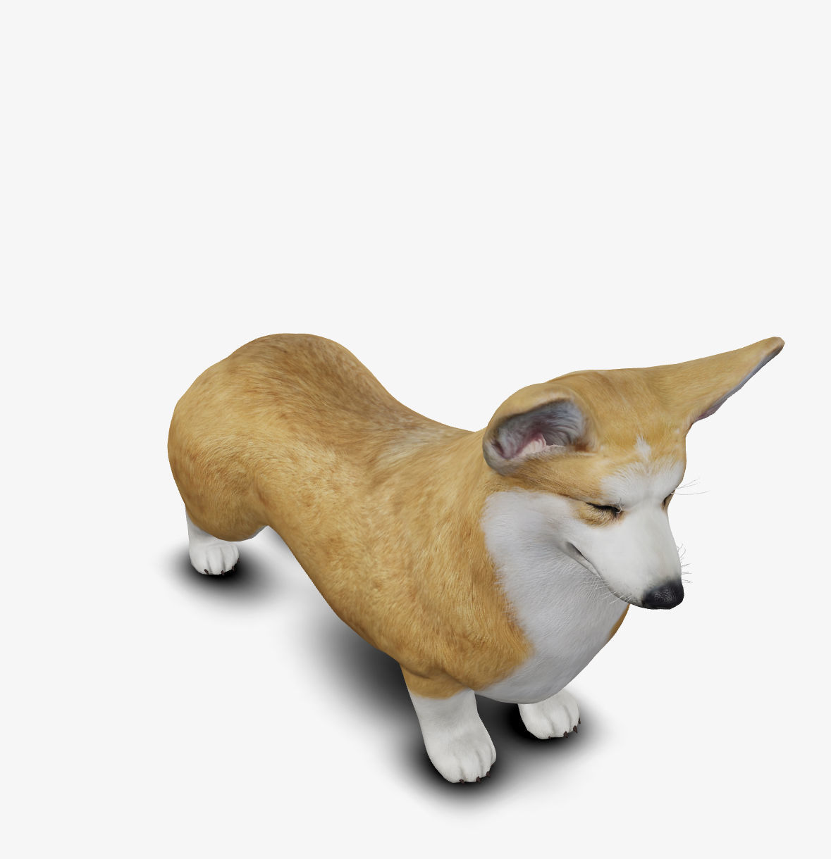 Dog Welsh Corgi Low-poly 3D model_8