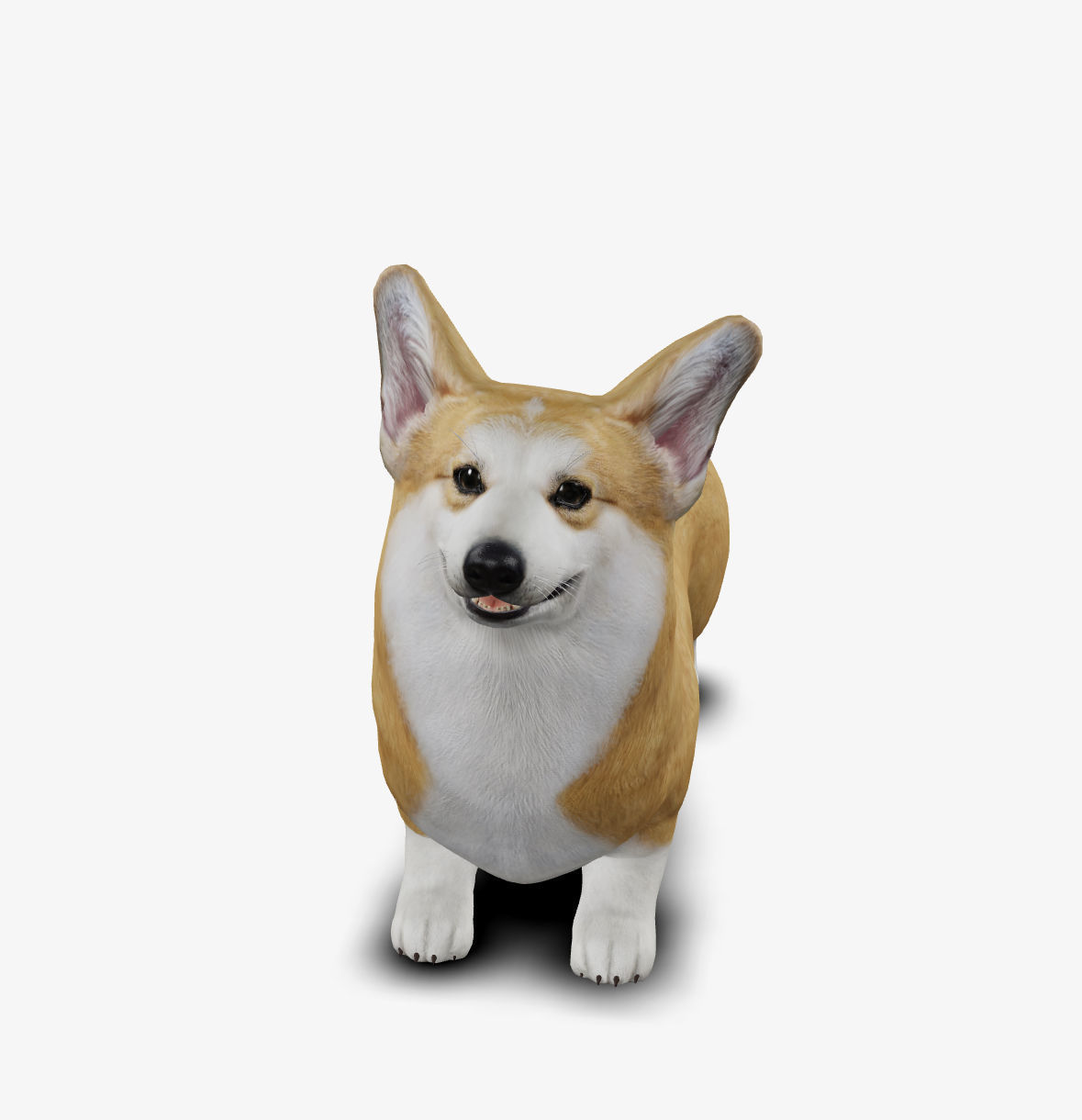 Dog Welsh Corgi Low-poly 3D model_6