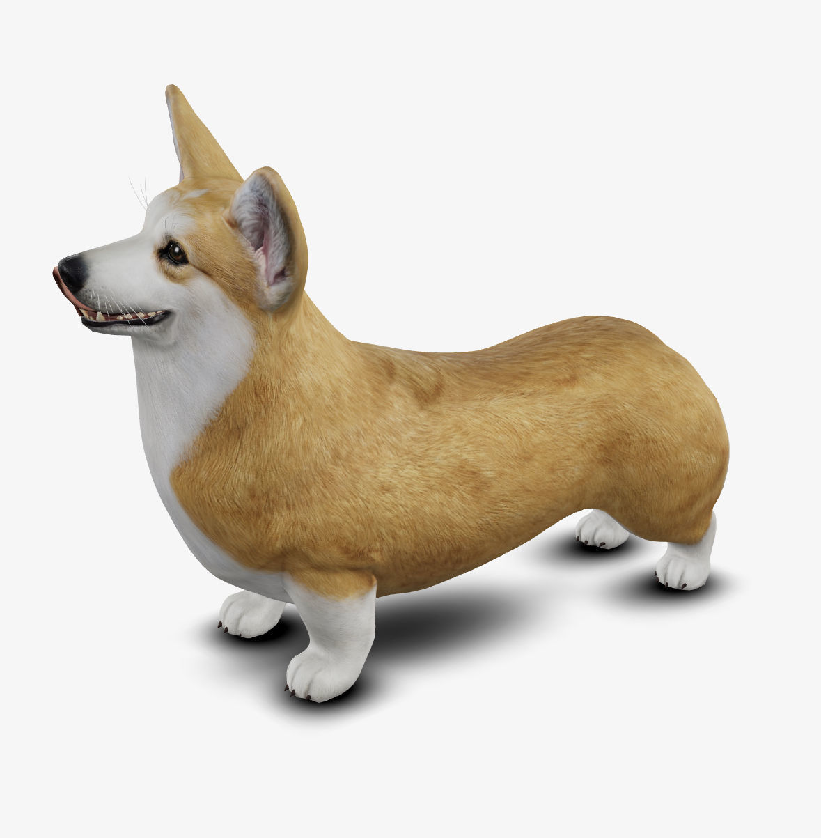 Dog Welsh Corgi Low-poly 3D model_5