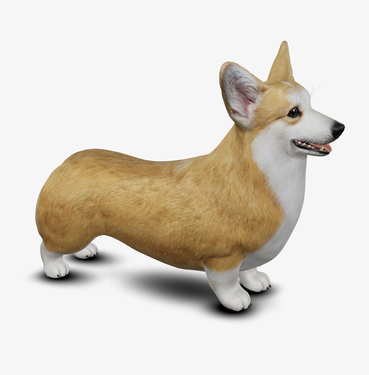 Dog Welsh Corgi Low-poly 3D model_3