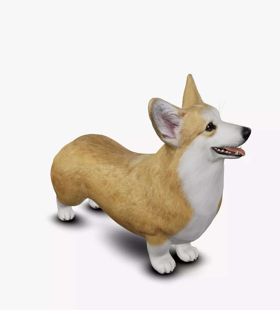 Dog Welsh Corgi Low-poly 3D model_0