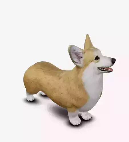 Dog Welsh Corgi Low-poly 3D model