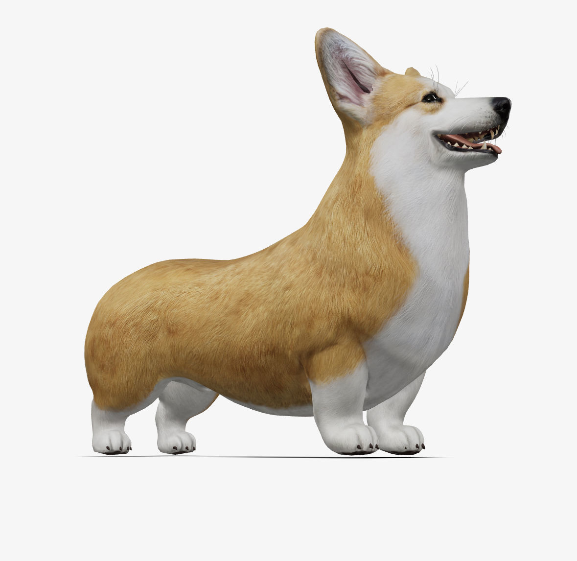 Dog Welsh Corgi Low-poly 3D model_2