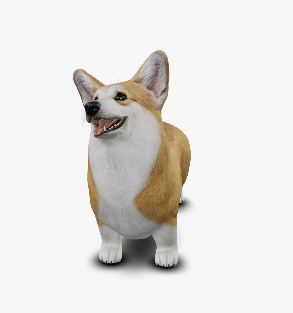 Dog Welsh Corgi Low-poly 3D model_4