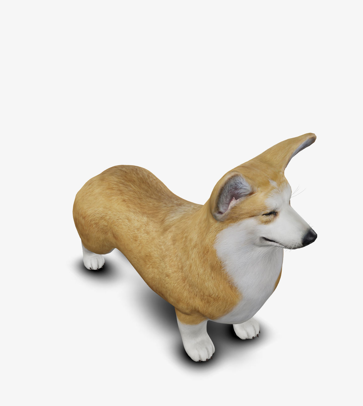 Dog Welsh Corgi Low-poly 3D model_7