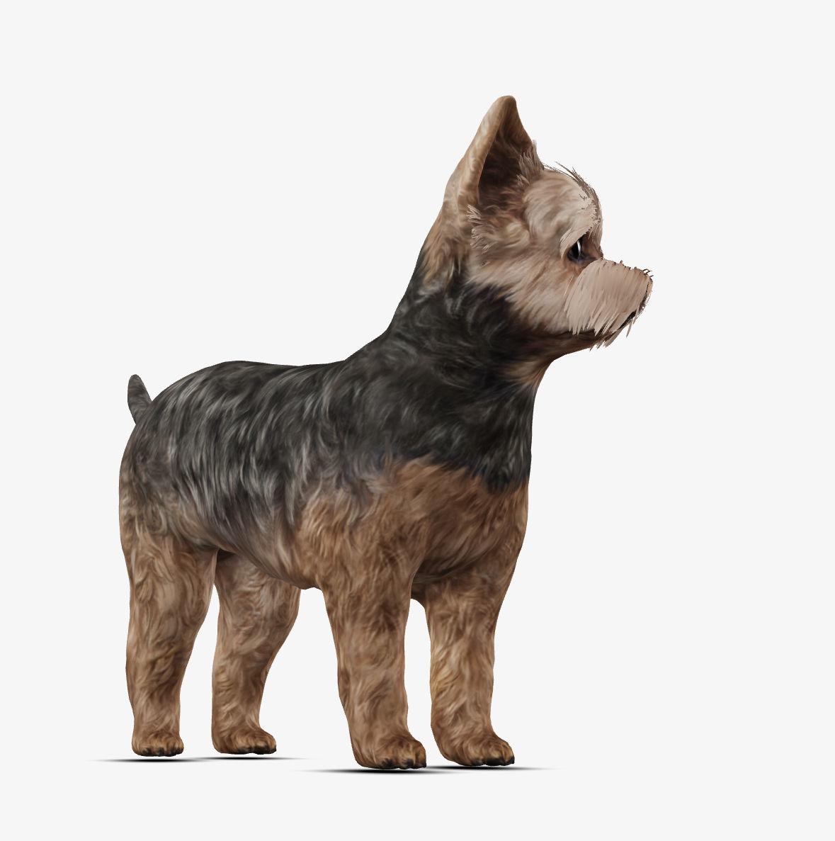 Dog Yorkshire Terrier Low-poly 3D model_1