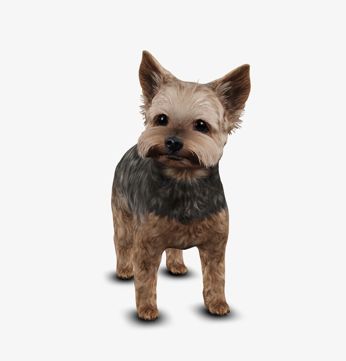 Dog Yorkshire Terrier Low-poly 3D model_8