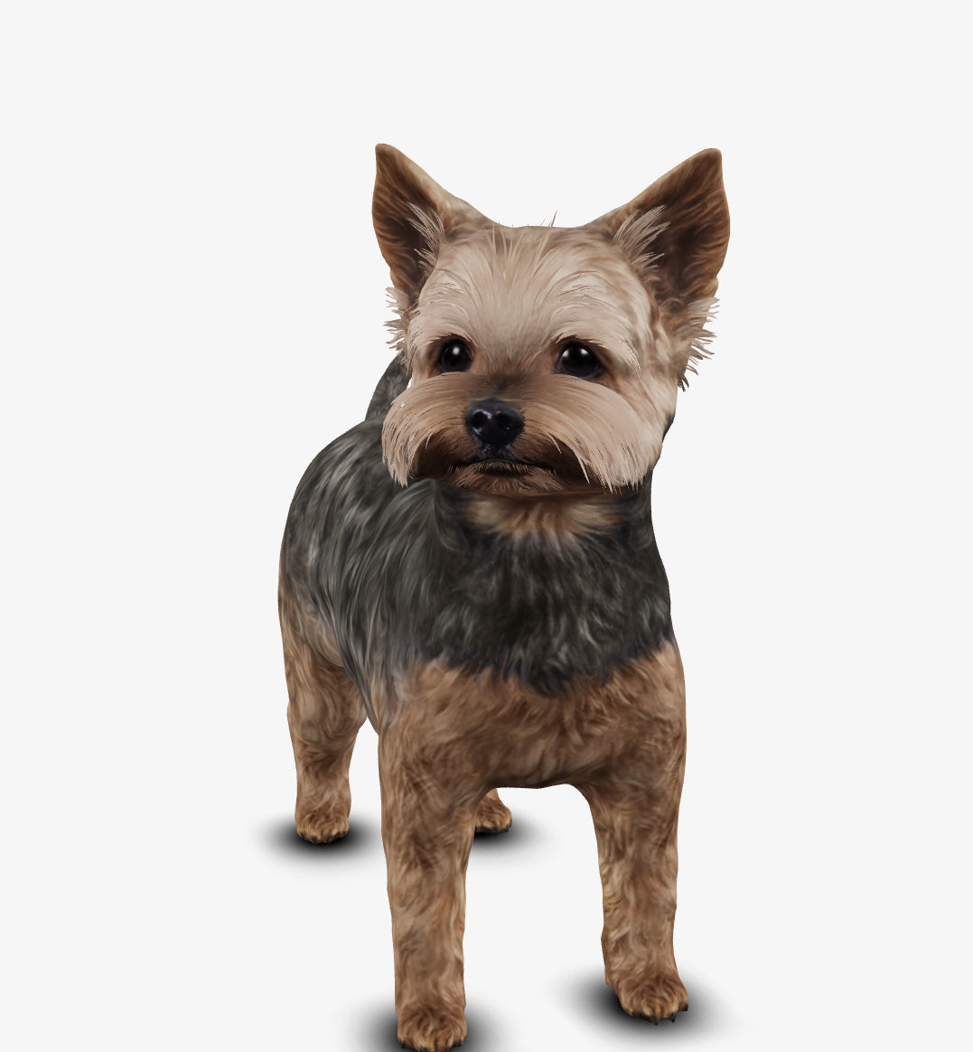 Dog Yorkshire Terrier Low-poly 3D model_4