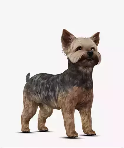 Dog Yorkshire Terrier Low-poly 3D model
