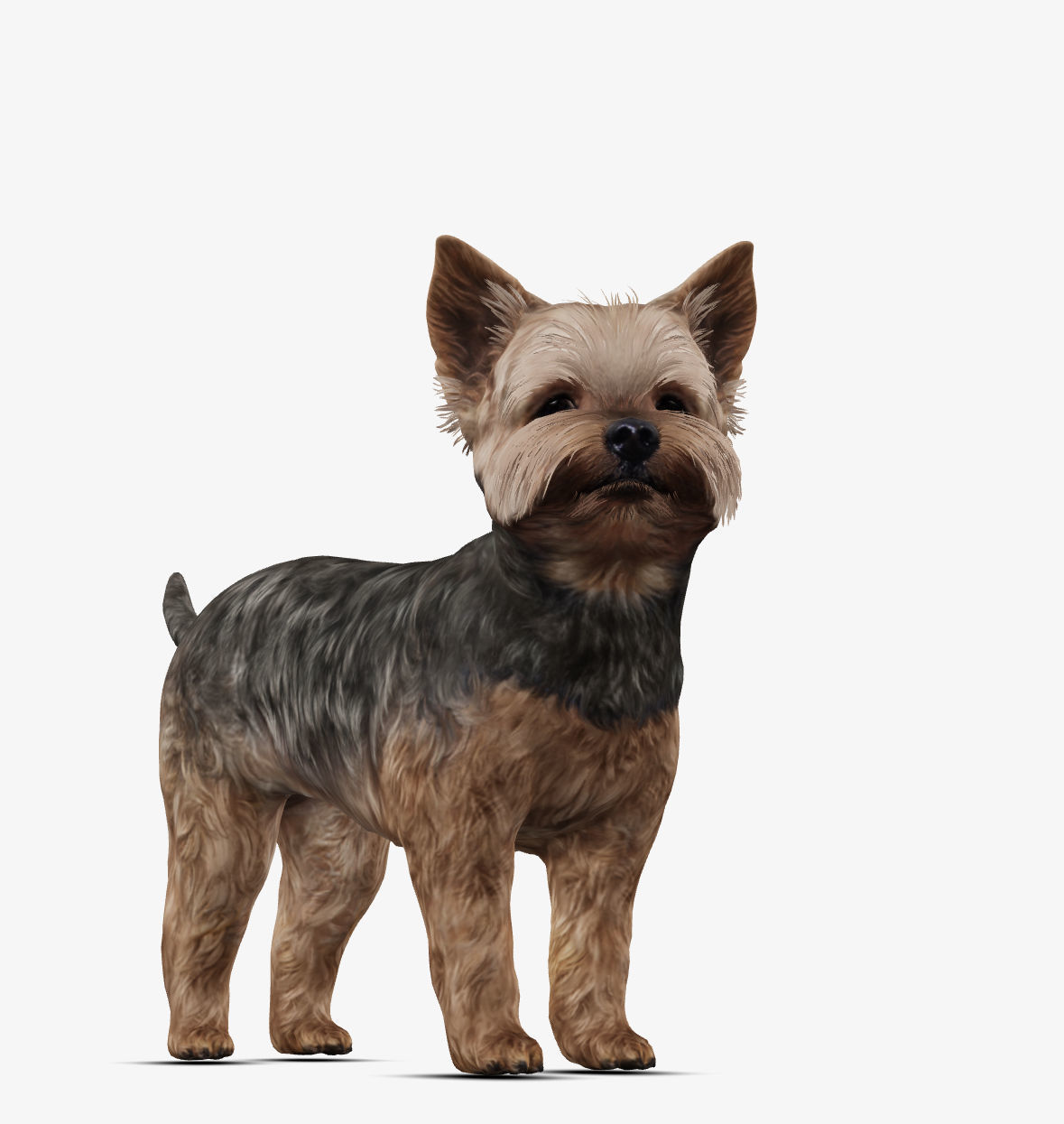 Dog Yorkshire Terrier Low-poly 3D model_2