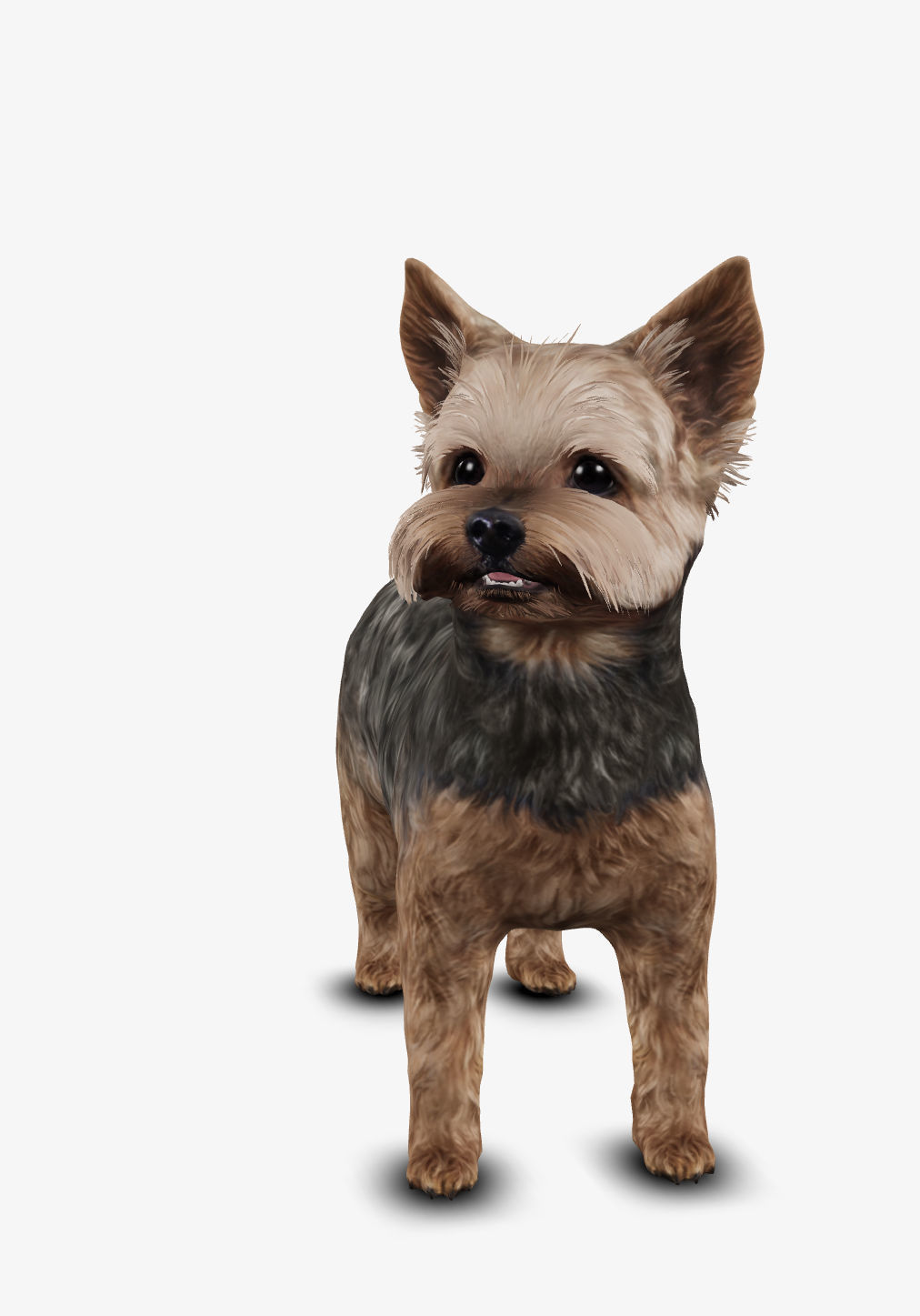 Dog Yorkshire Terrier Low-poly 3D model_9