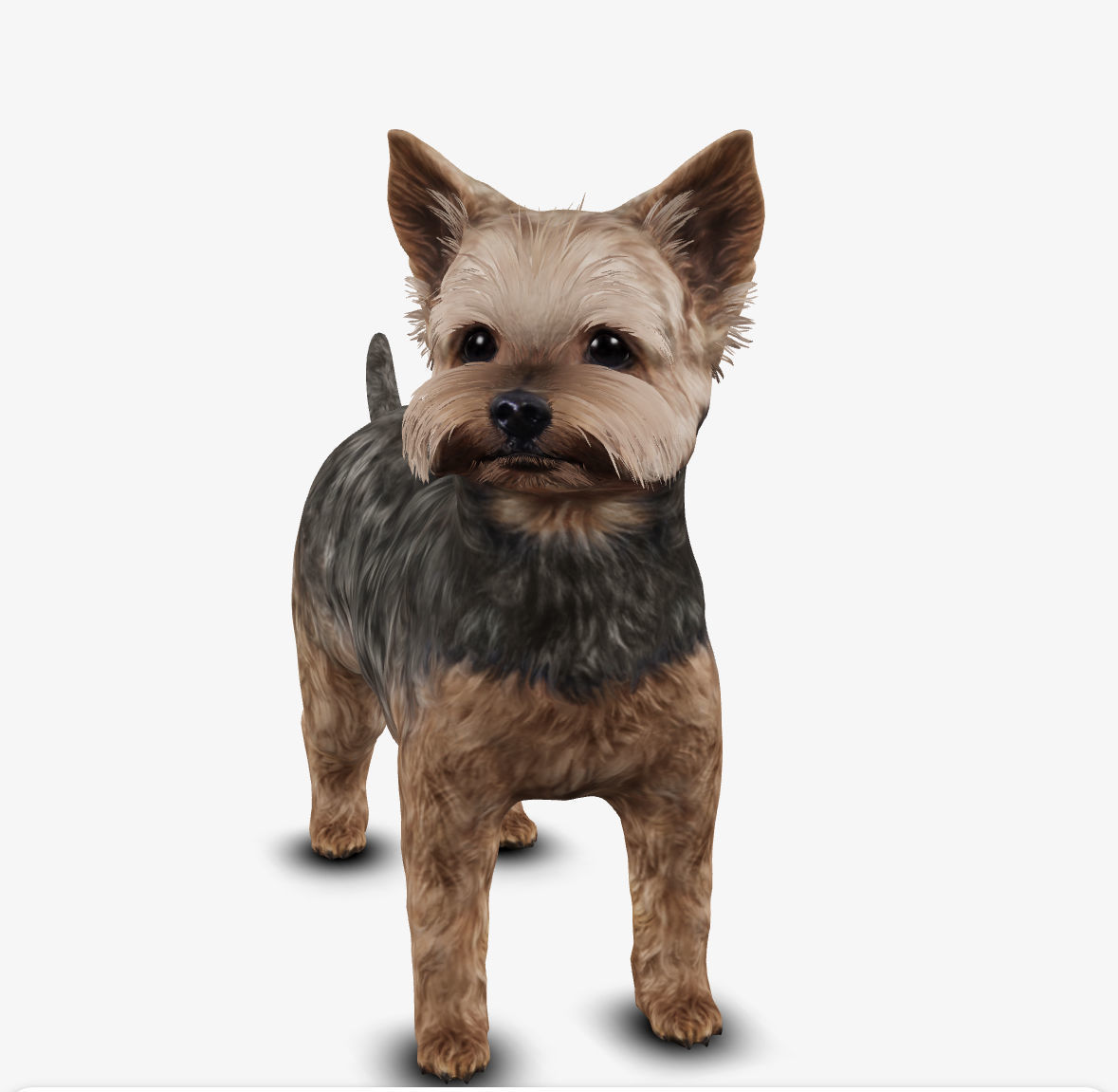 Dog Yorkshire Terrier Low-poly 3D model_5