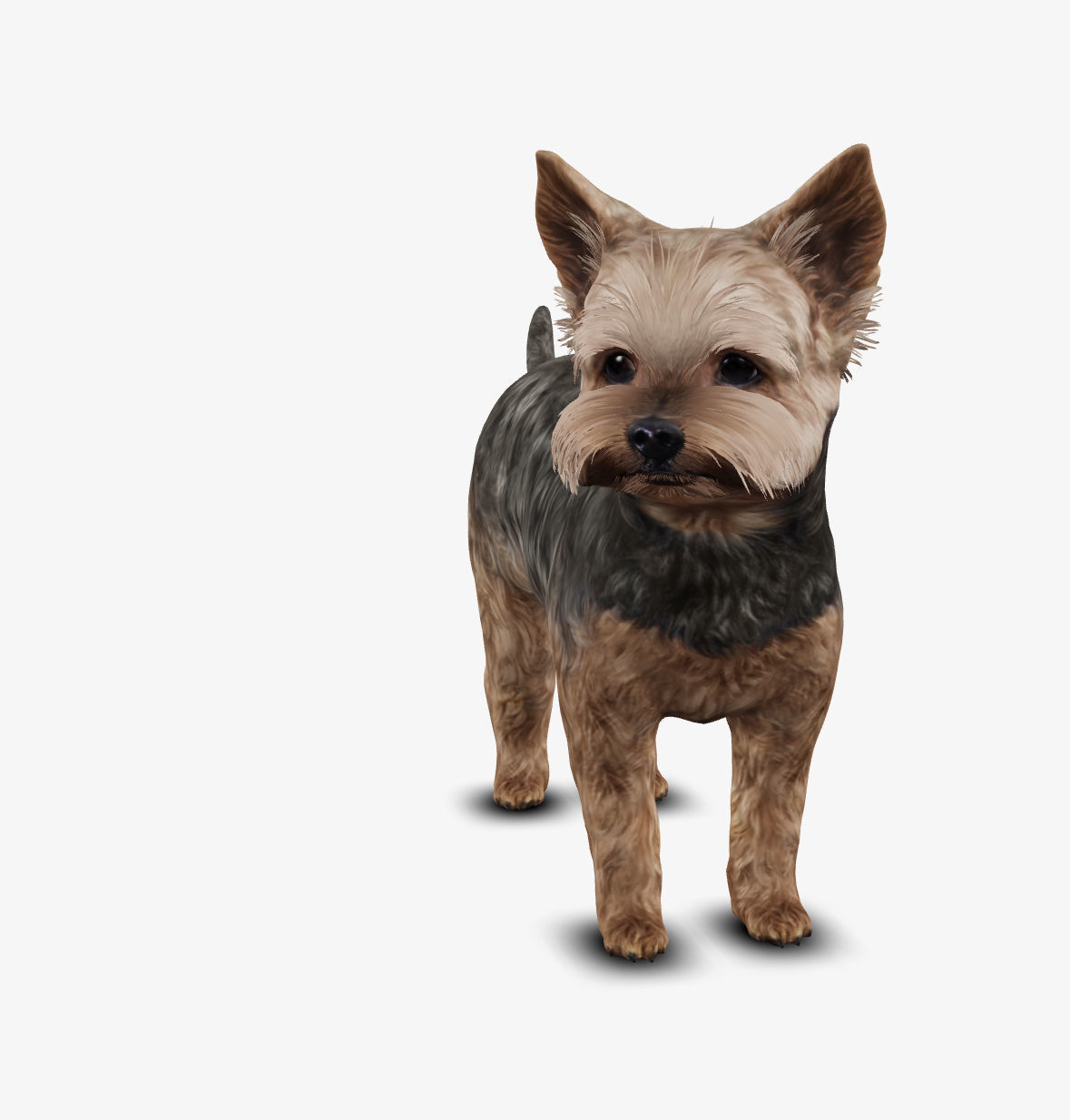 Dog Yorkshire Terrier Low-poly 3D model_7
