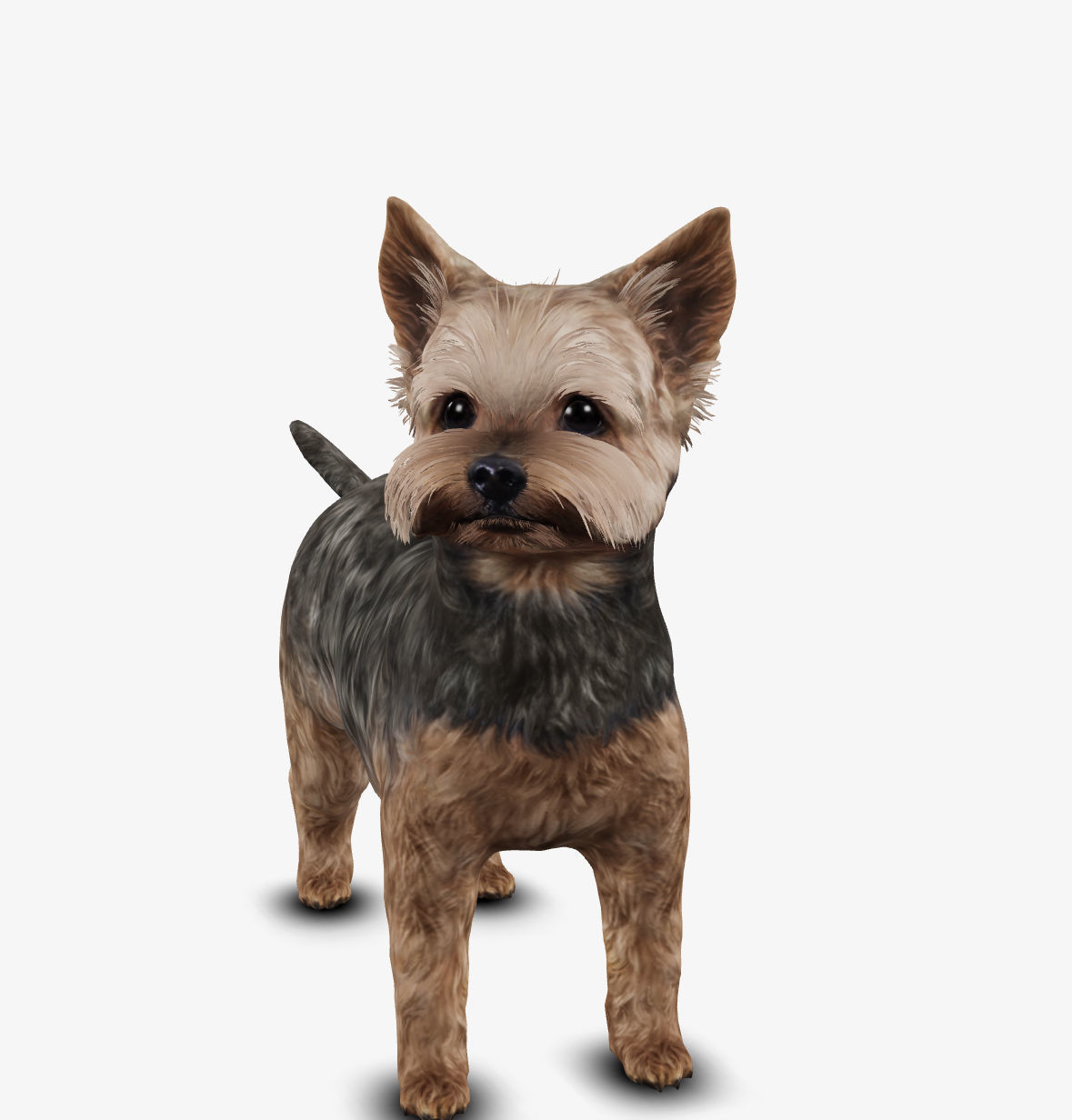 Dog Yorkshire Terrier Low-poly 3D model_3