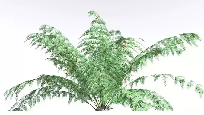 EVERYPlant King Fern LowPoly 3 --14 Models-- Low-poly 3D model