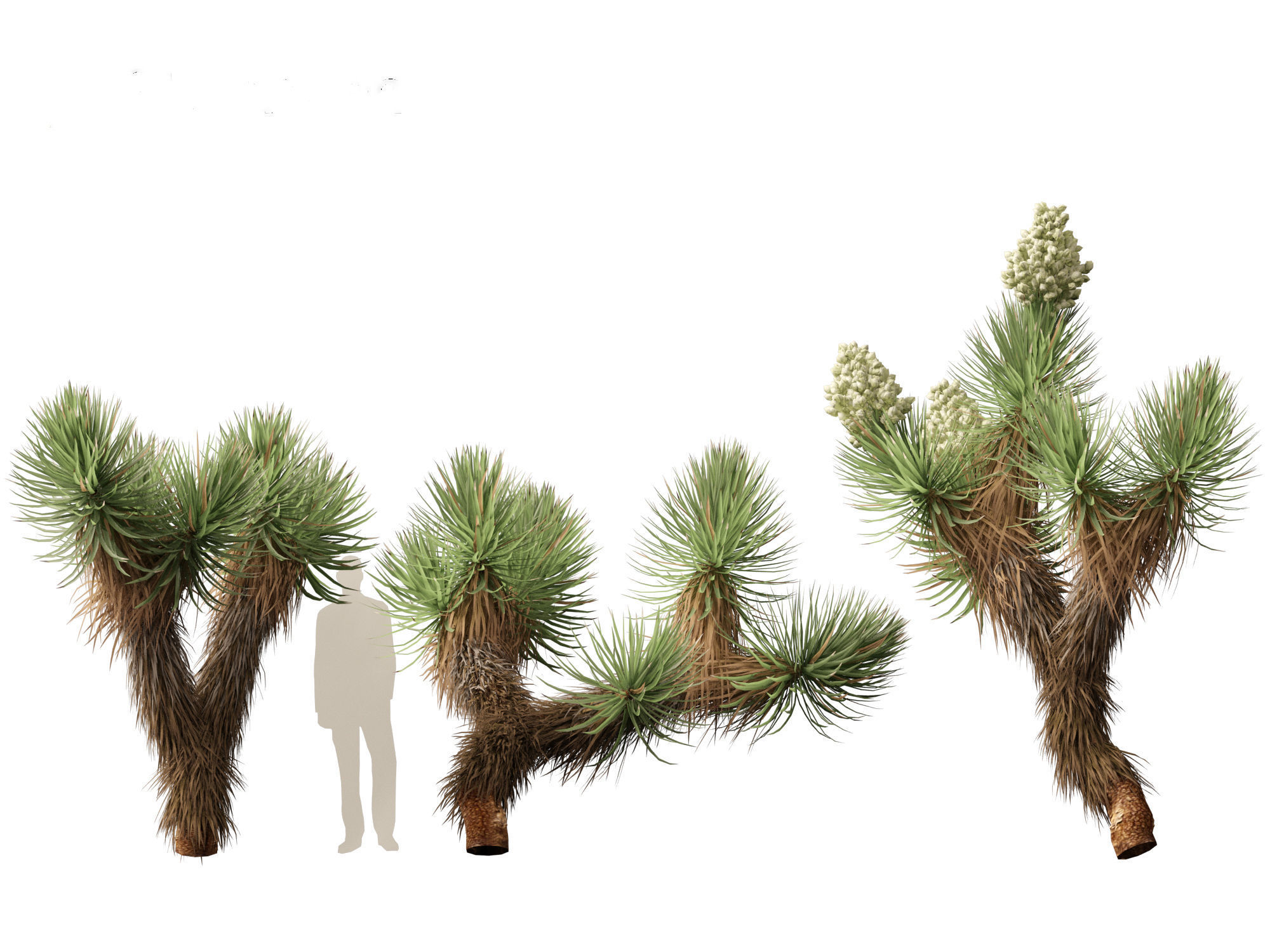 Yucca brevifolia - Joshua tree 3D model_9