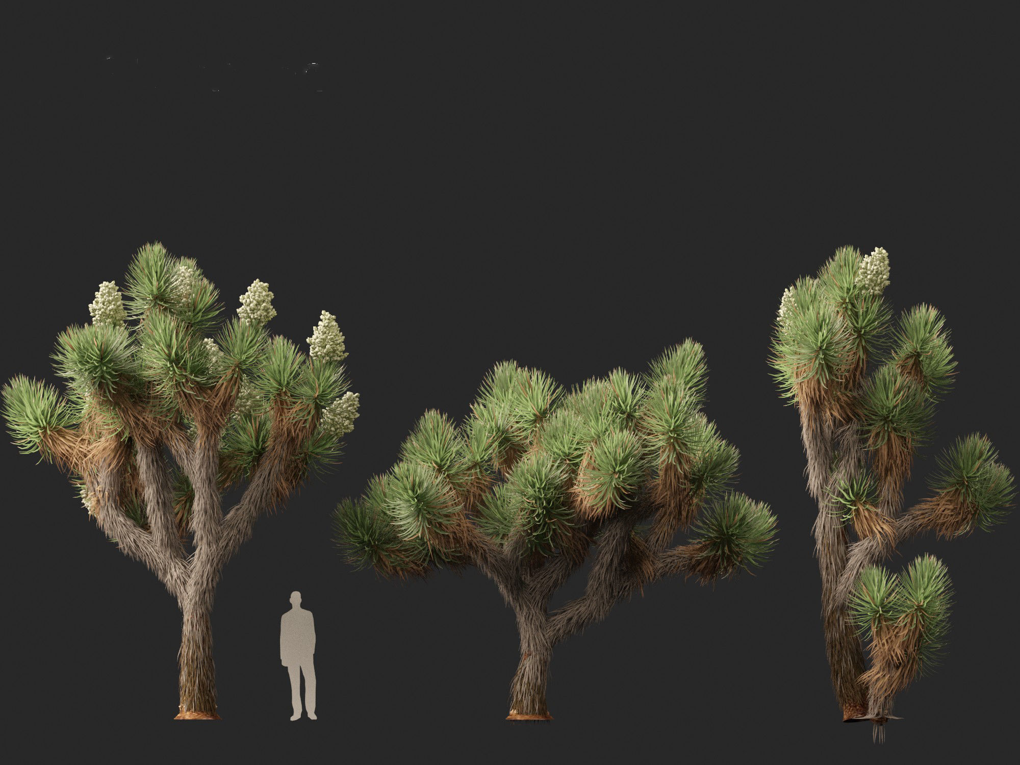 Yucca brevifolia - Joshua tree 3D model_1