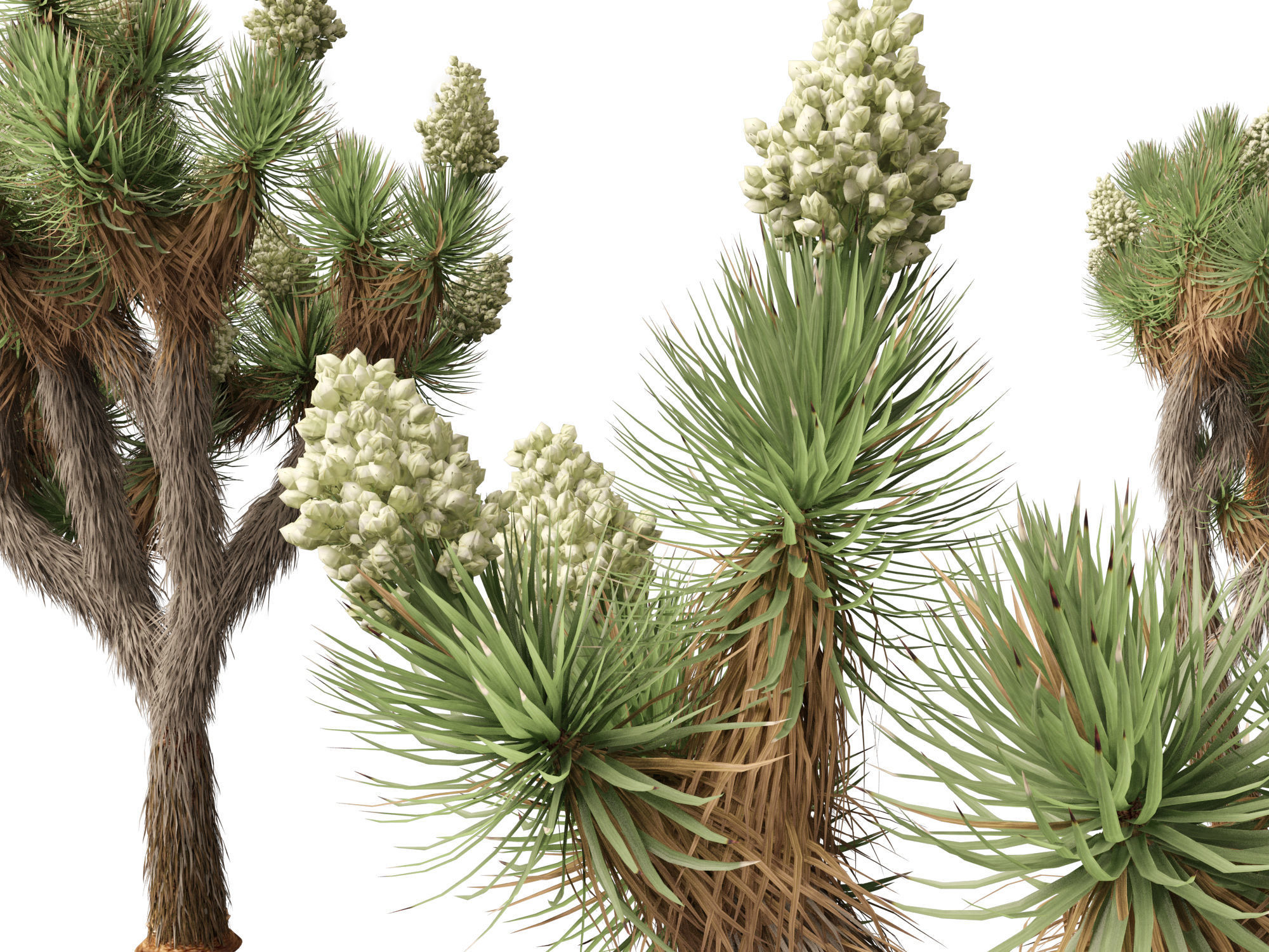 Yucca brevifolia - Joshua tree 3D model_4