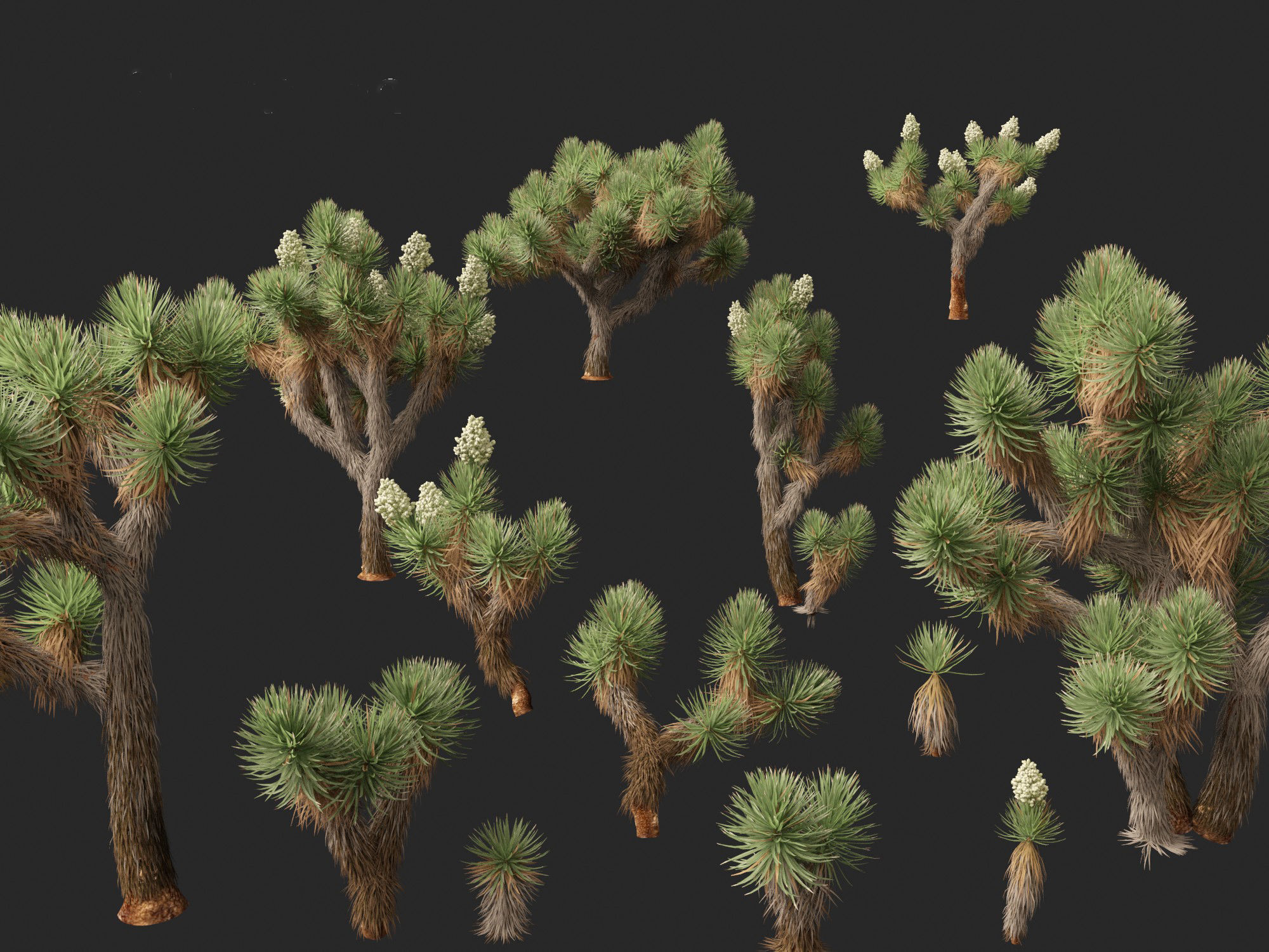 Yucca brevifolia - Joshua tree 3D model_3