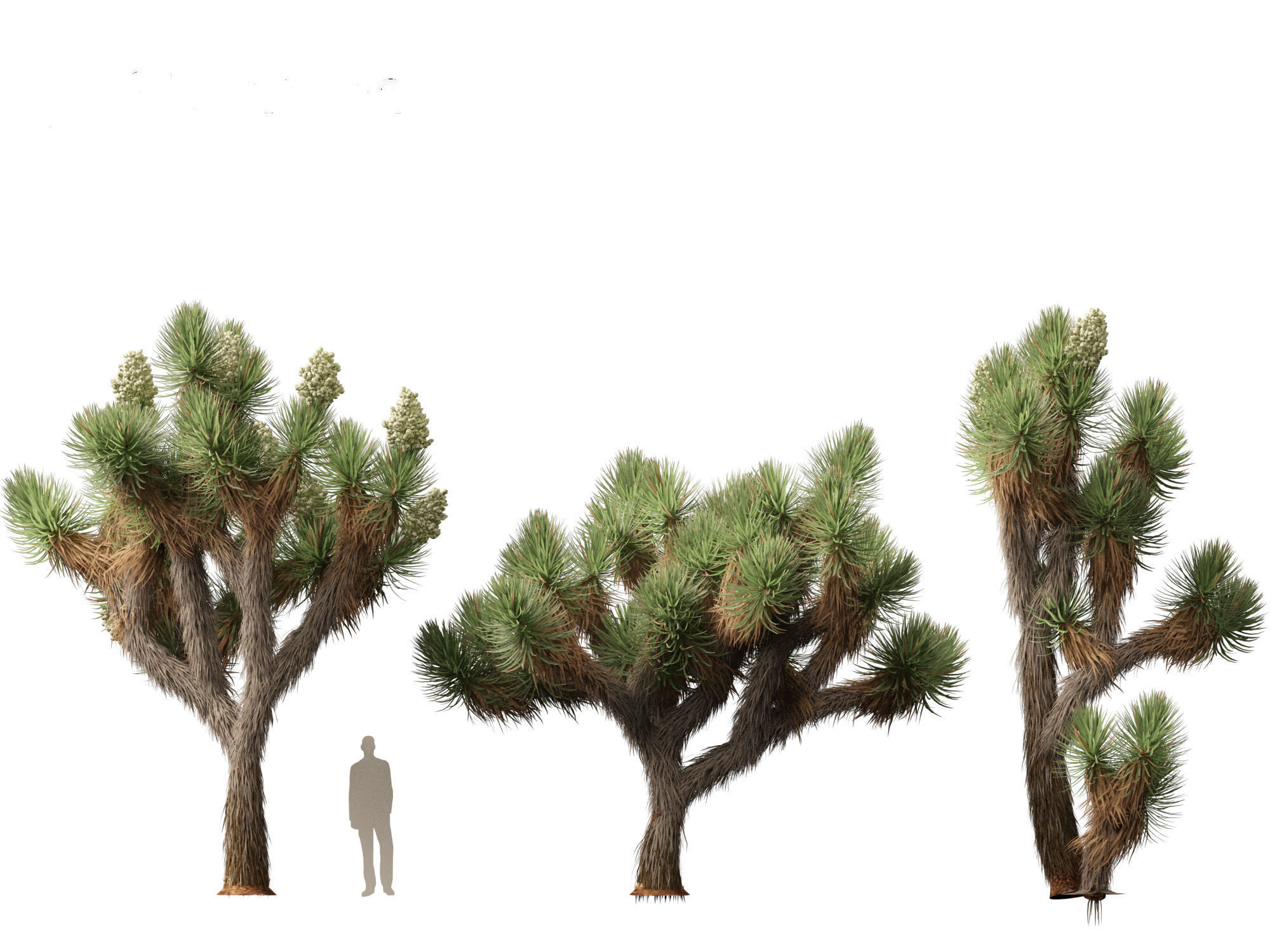Yucca brevifolia - Joshua tree 3D model_13