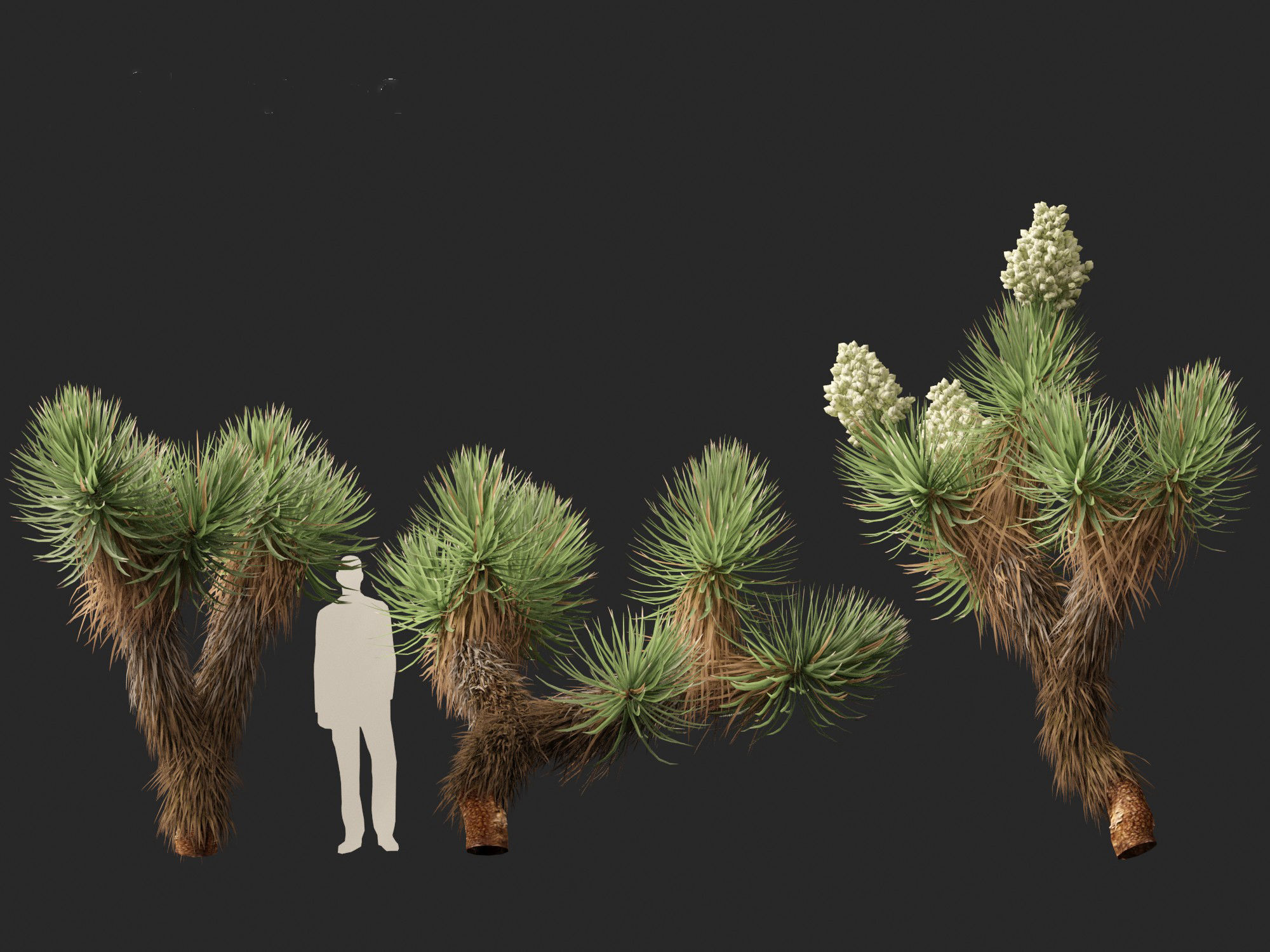 Yucca brevifolia - Joshua tree 3D model_10