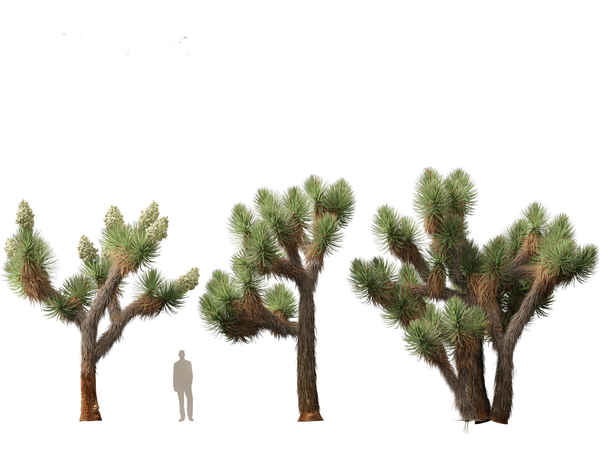 Yucca brevifolia - Joshua tree 3D model_11