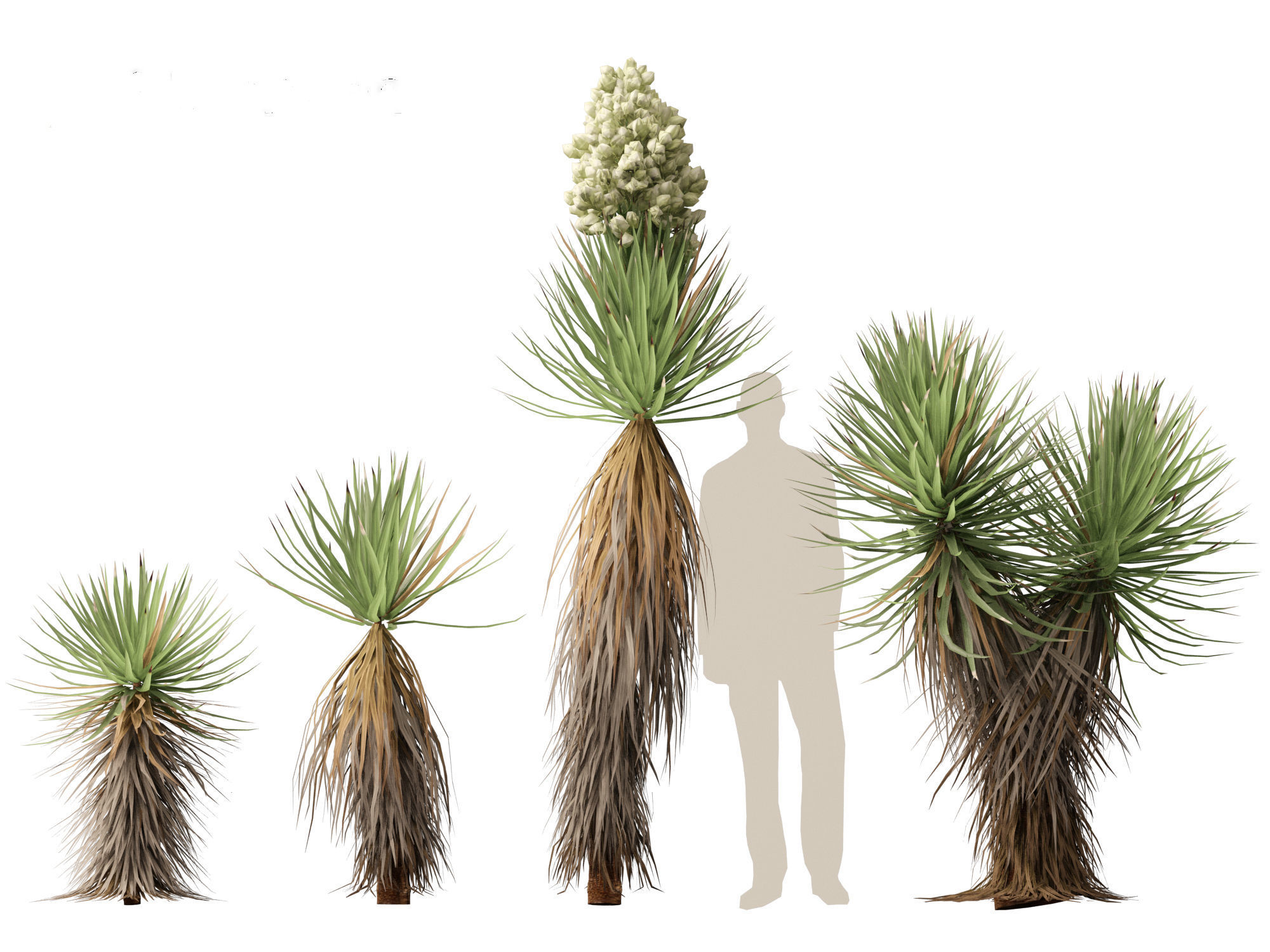 Yucca brevifolia - Joshua tree 3D model_7