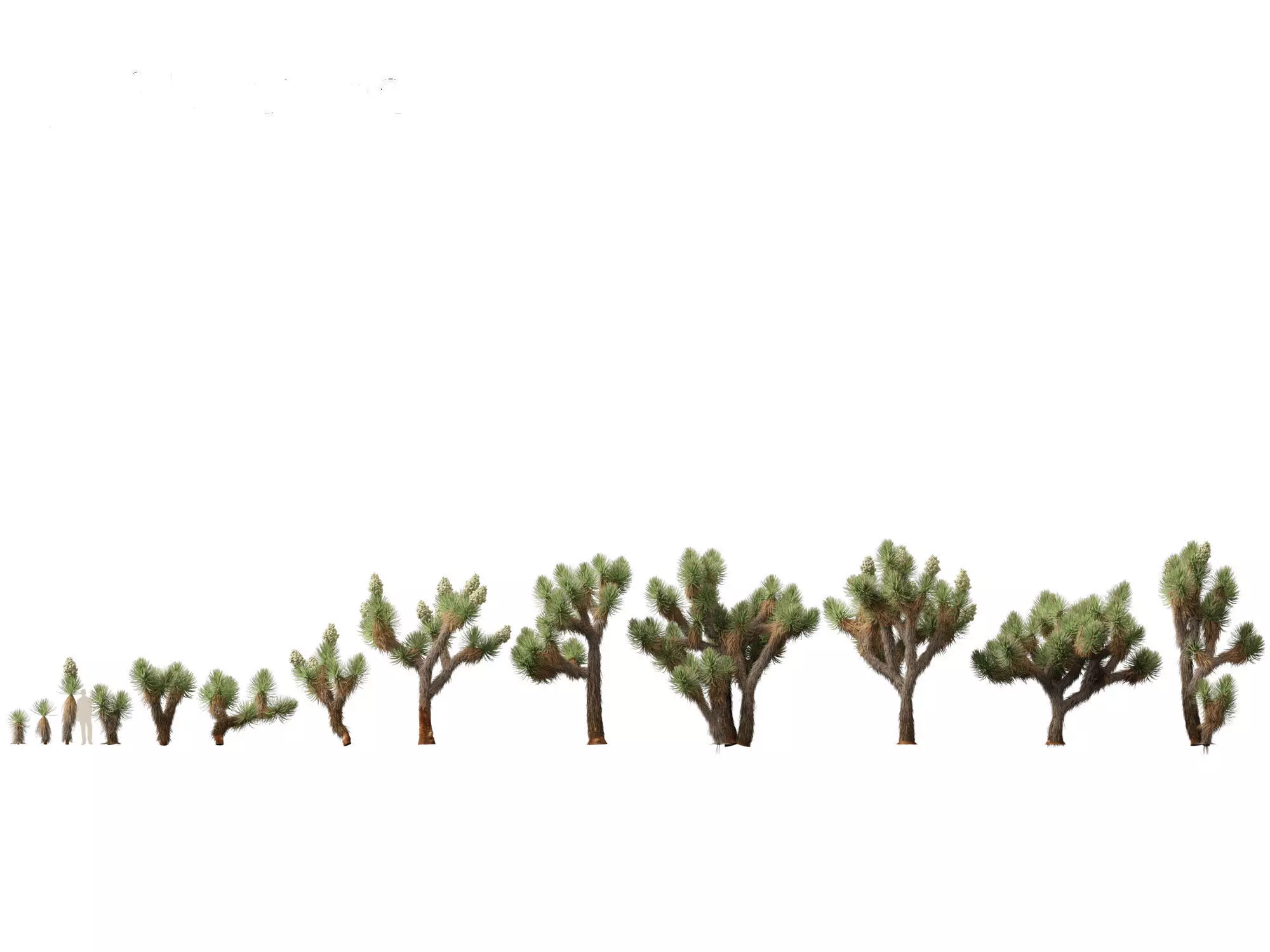 Yucca brevifolia - Joshua tree 3D model_0