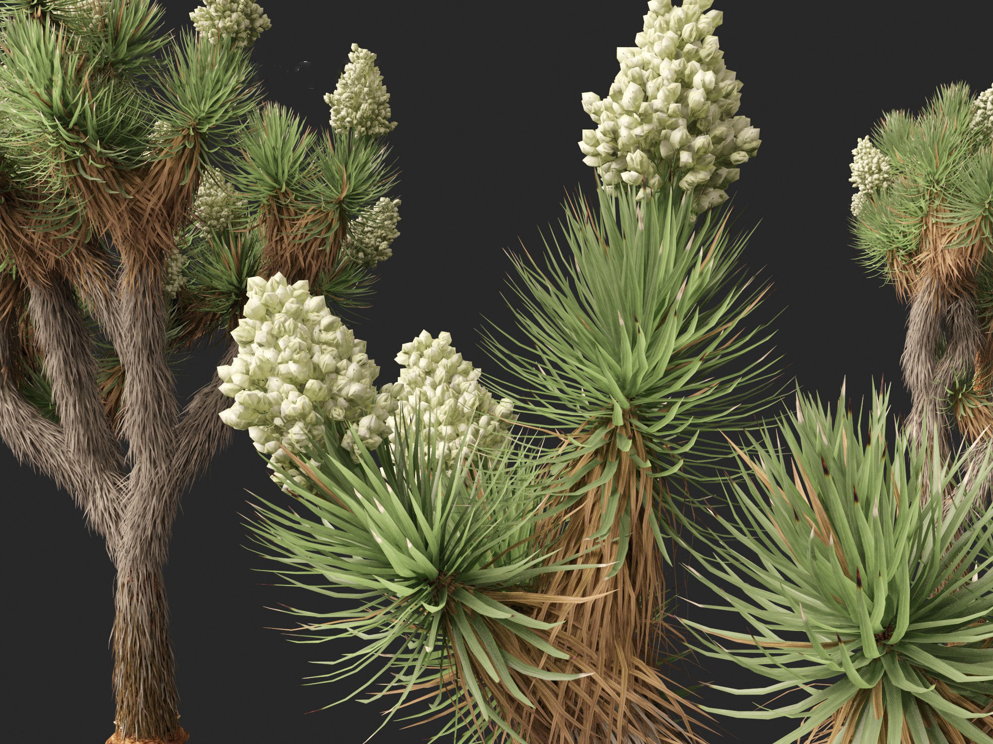 Yucca brevifolia - Joshua tree 3D model_5