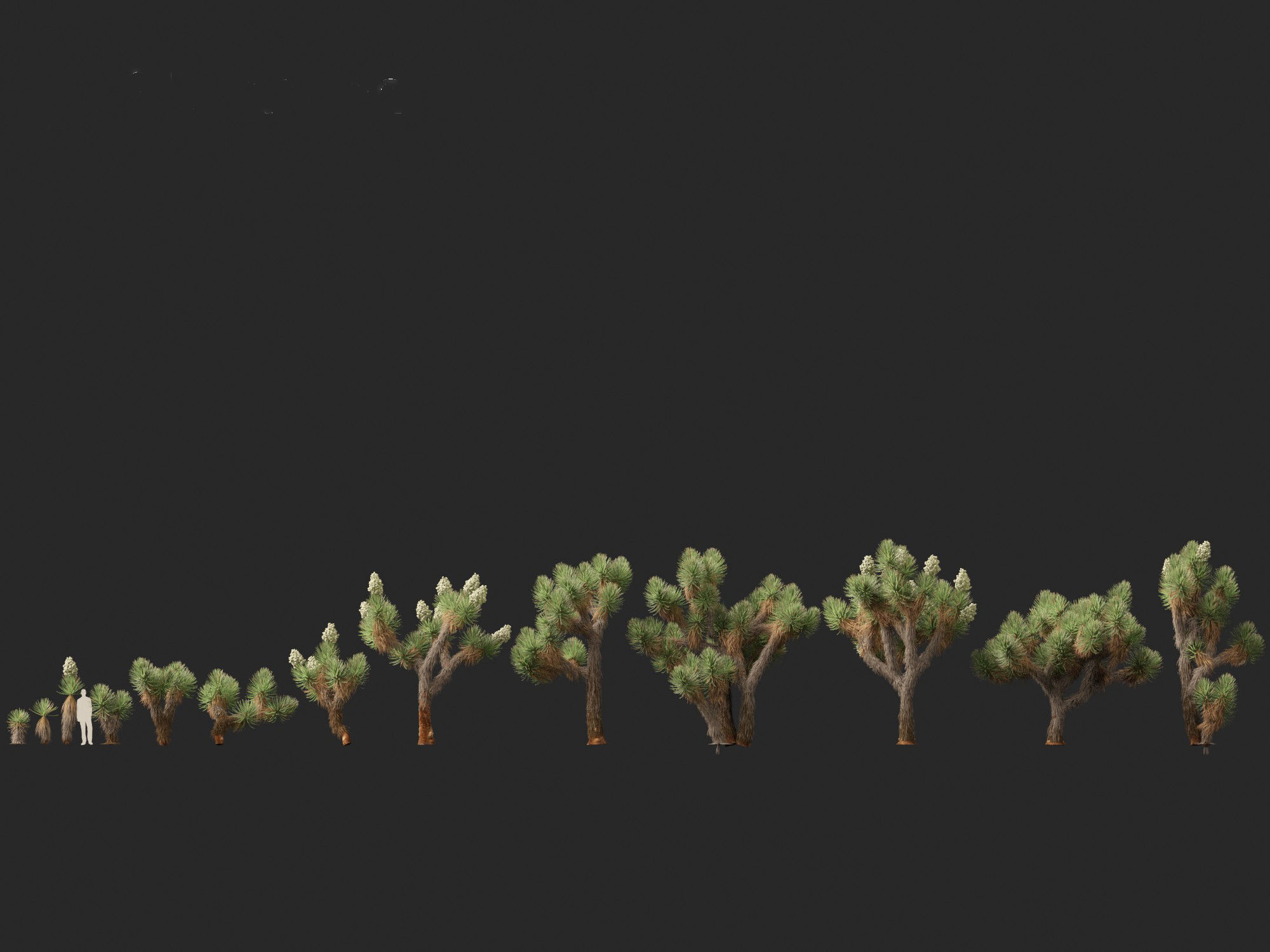 Yucca brevifolia - Joshua tree 3D model_6