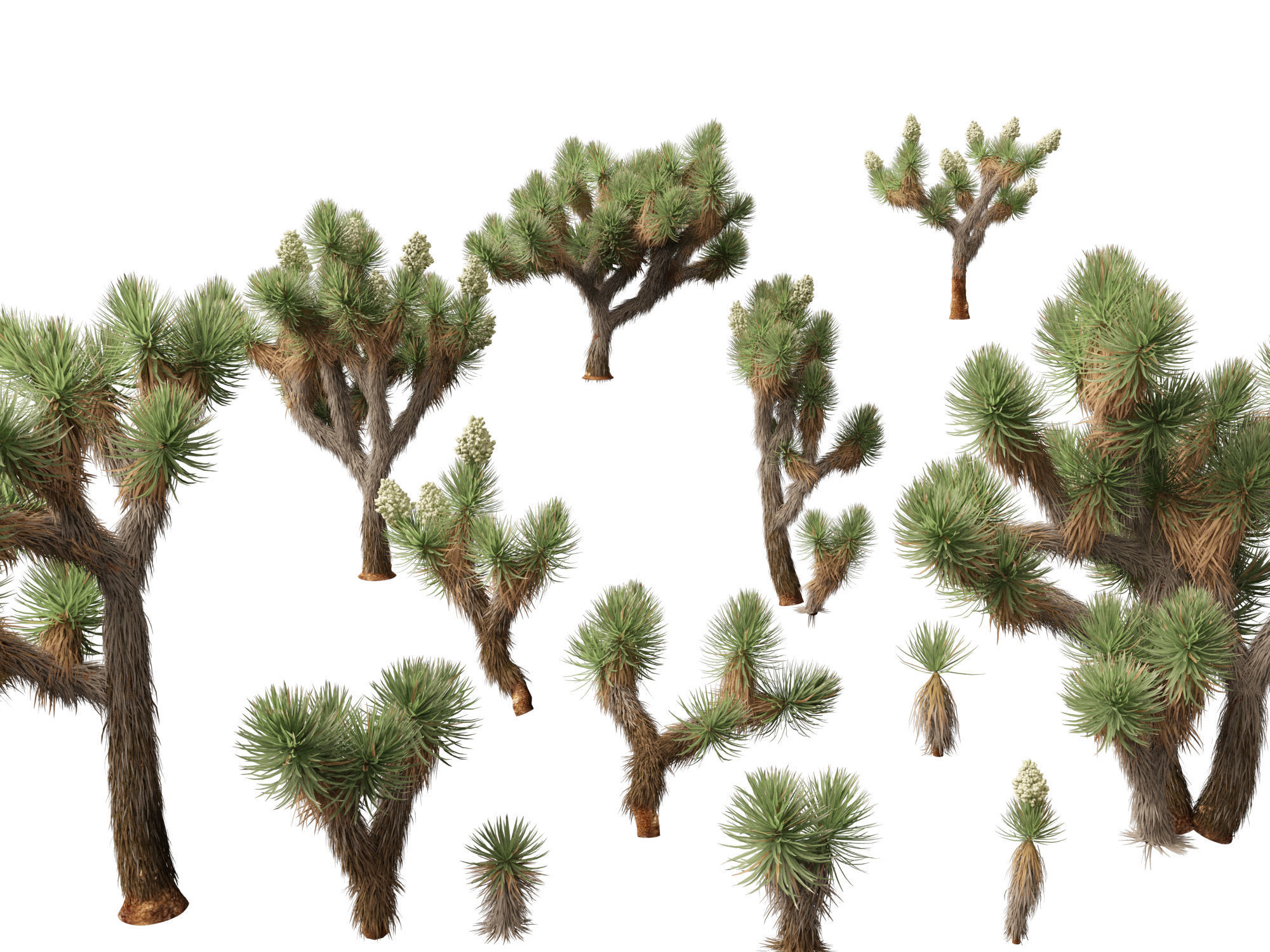 Yucca brevifolia - Joshua tree 3D model_2