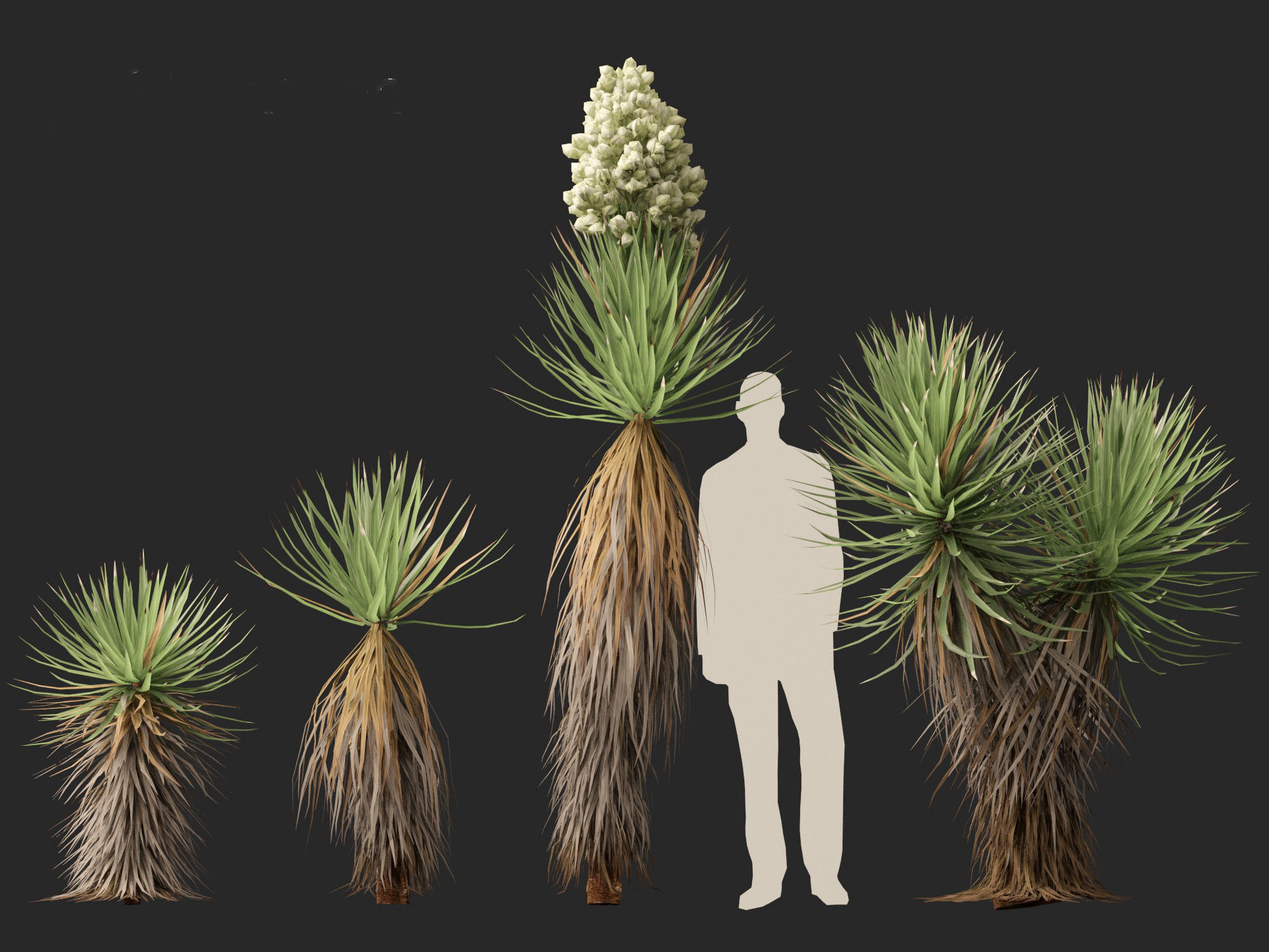 Yucca brevifolia - Joshua tree 3D model_8