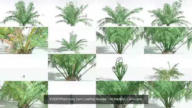EVERYPlant King Fern LowPoly Bundle --56 Models-- 3D Model Collection