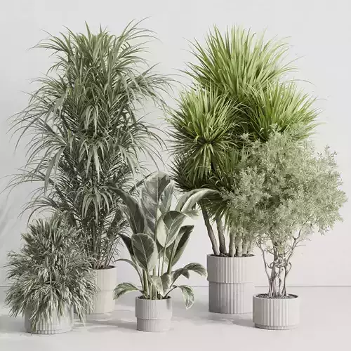 Indoor plant set 418 plant ficus rubbery tree palm